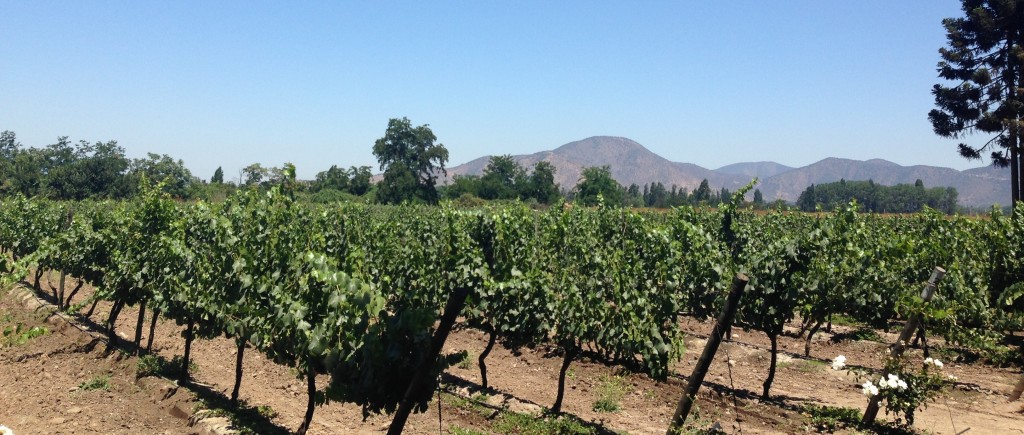 Undurraga vineyards in the Santa Ana region